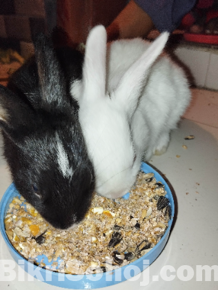 খরগোশের বাচ্চা Rabbit